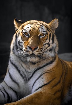 Zoo