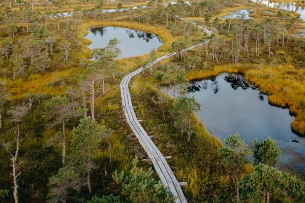 Great Ķemeri Bog Boardwalk Kemeri Nationalpark