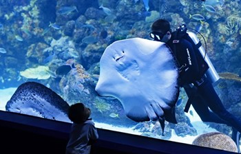 Boy watches stingray at Aquarium
