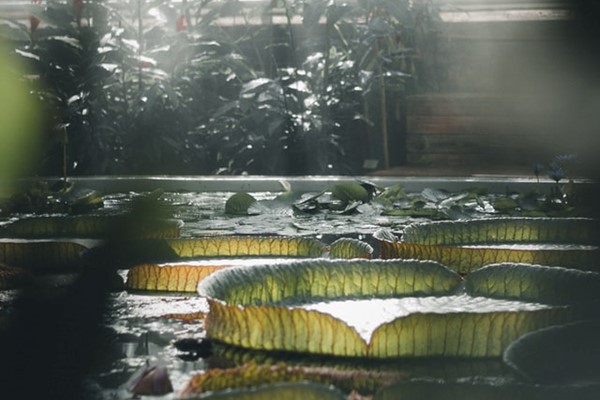 Water Lilies Botanical Garden Stockholm