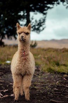 Alpaca