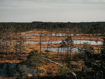 Boardwalk through Vira Raba, Estonia