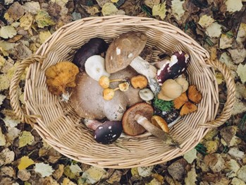 Freshly picked mushrooms