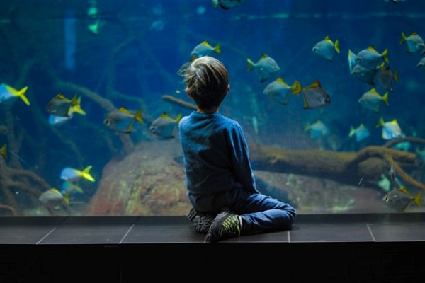 Child At Berlin Aquarium