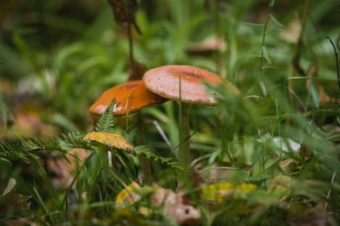 Finnish mushrooms