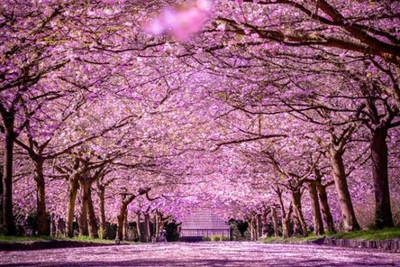Cherry blossoms at Bispebjerg Cemetery