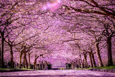Cherry blossoms at Bispebjerg Cemetery