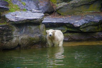 Polar bear at Tierpark