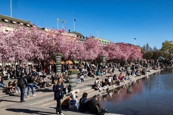 Stockholm Spring People Admiring The Annual Cherry Blossoms In The Kungstradgarden Park (Editorial Use Only) (1)