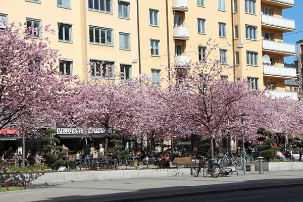 Cherry Blossom In Stockholm