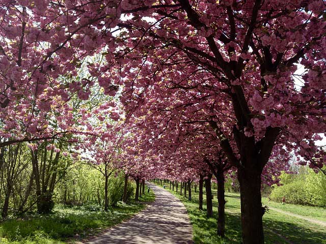 Cherry Blossom Mauerpark Berlin