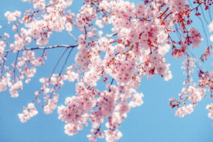 Cherry blossoms