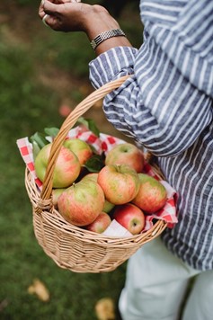 Apple harvest