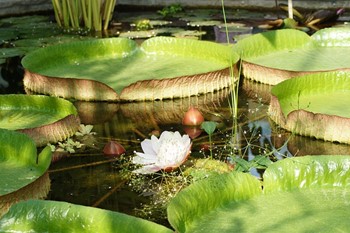 Big water lily